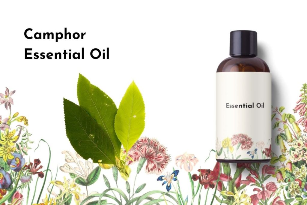 Camphor Essential Oil