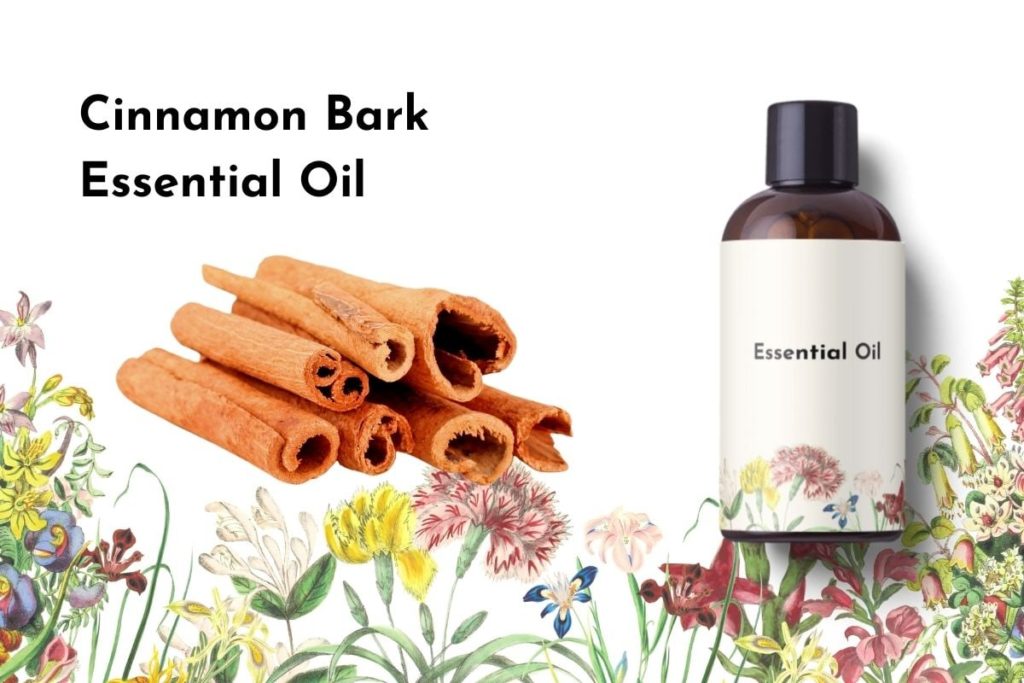 Cinnamon Bark Essential Oil