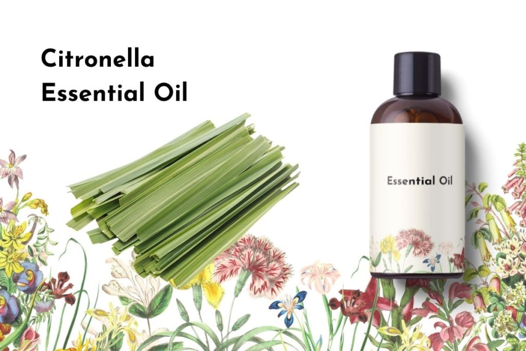 Citronella Essential Oil