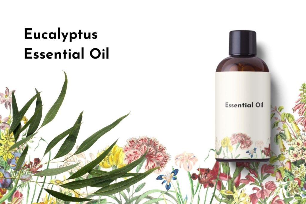 Eucalyptus Essential Oil