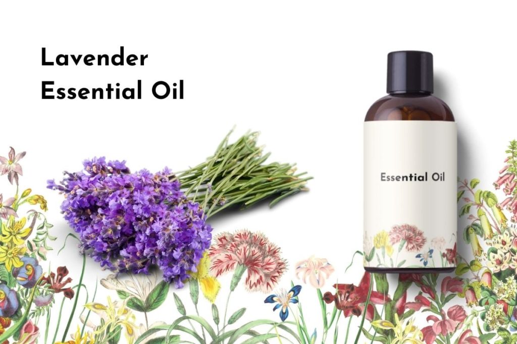 Lavender Essential Oil